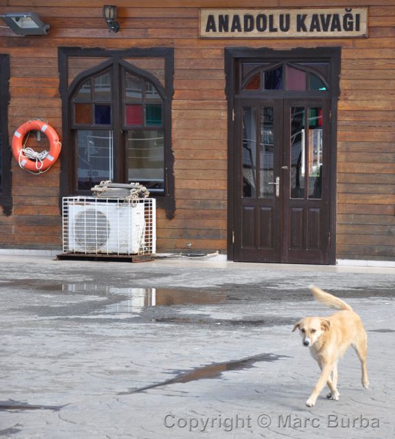 Turkey guide dog