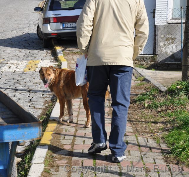Turkey guide dog