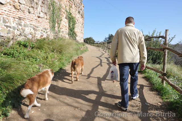 Turkey guide dogs