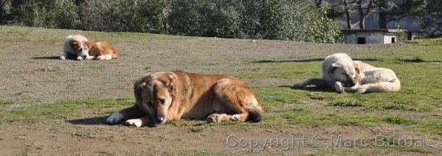 tired guide dogs