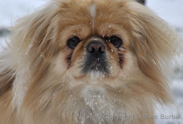 pekingese