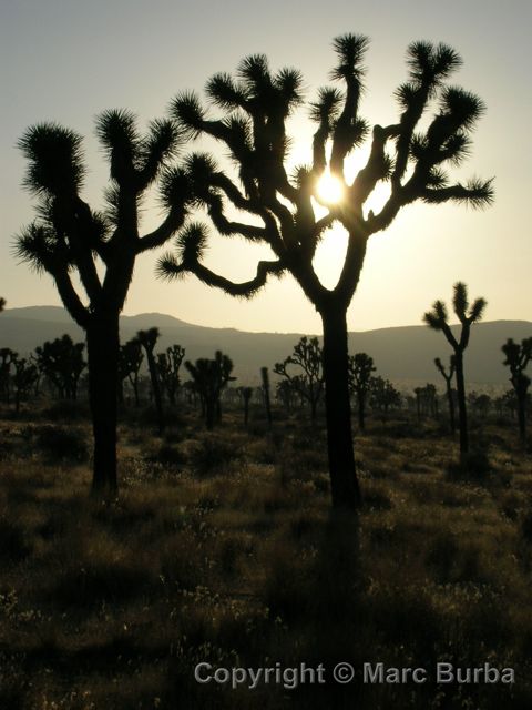 Joshua Tree National Park