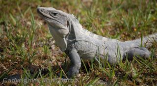 El Rey ruins iguana, Cancun, Mexico