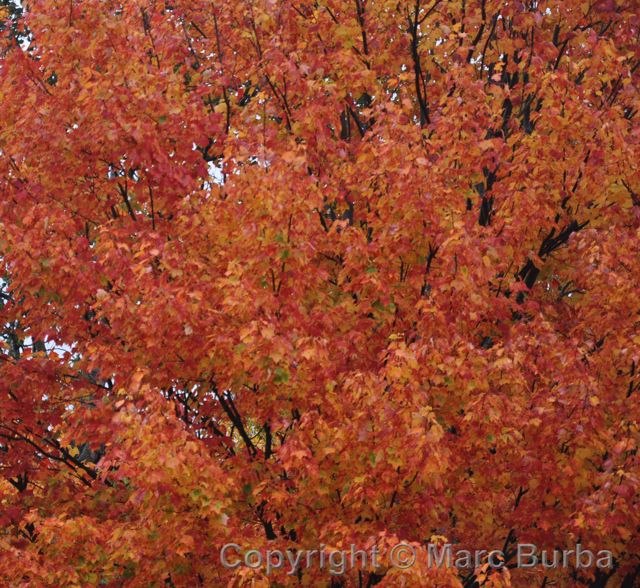 fall leaves