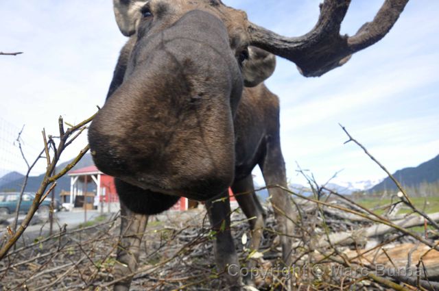 kenai peninsula alaska wildlife conservation center