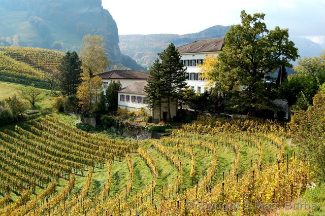 Balzers vineyard, Liechtenstein