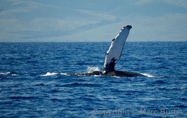 Whale-watching tour Maui