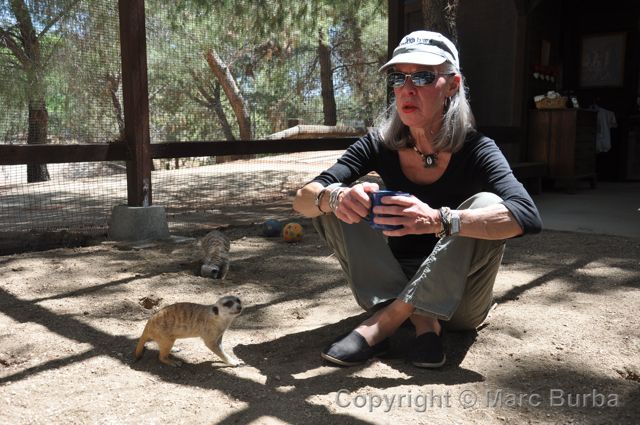 Pam Bennett-Wallberg meerkat