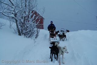 Dogsledding