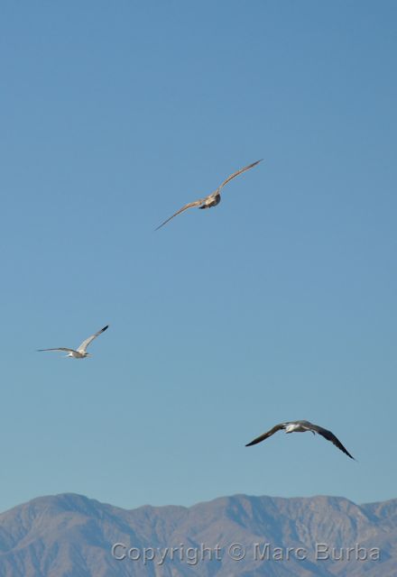 Salton Sea birds