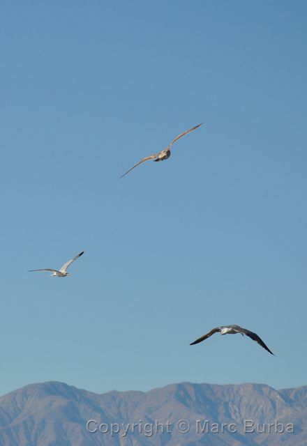 Salton Sea birds