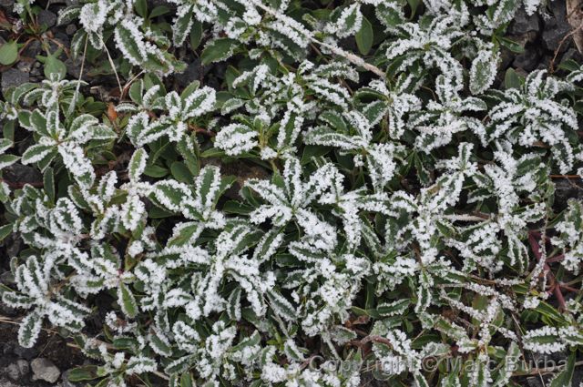 mount st. helens plant