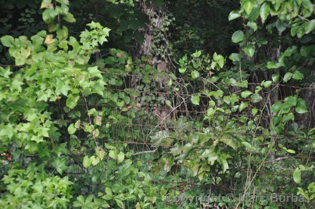 Old County Home Cemetery, Edgecombe County