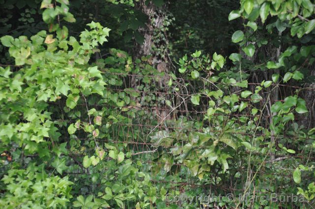 Old County Home Cemetery, Edgecombe County