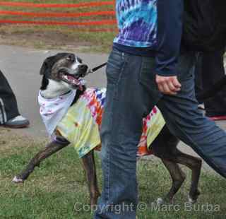 AIDS Walk 2012 San Francisco dog