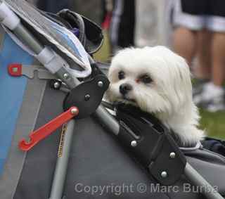 AIDS Walk 2012 San Francisco dog