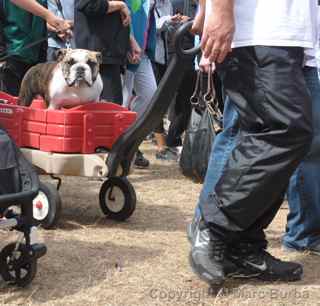 AIDS Walk 2012 San Francisco bulldog