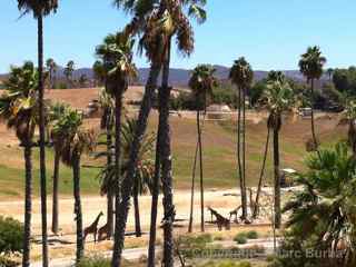 safari park giraffes