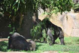 gorilla habitat