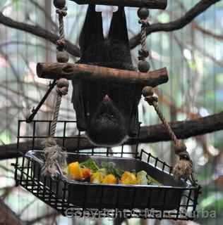 rodrigues fruit bat