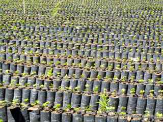 filadelfia coffee plantation