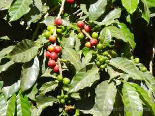 coffee plantation filadelfia 