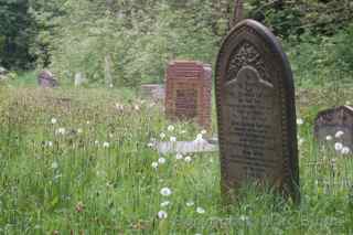 Arnos Vale dandelion