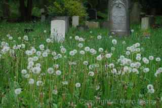 Arnos Vale dandelion