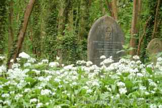 Wild garlic Arnos Vale