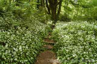 Arnos Vale wild garlic