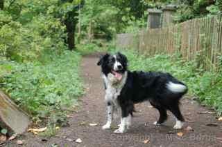 Arnos Vale dog