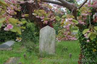 Arnos Vale cherry tree