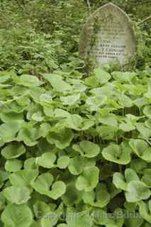 Arnos Vale vines