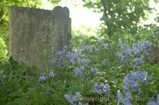 Arnos Vale wildflowers