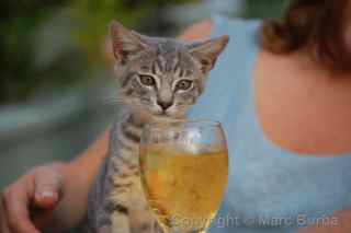 American Samoa kitten