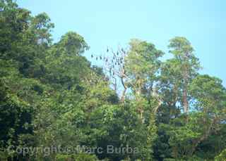American Samoa bats Aunuu island