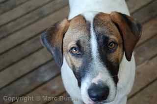 American Samoa Barefoot Bar dog