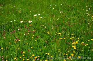 Auschwitz Birkenau wildflowers
