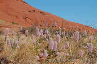 Olgas blooms