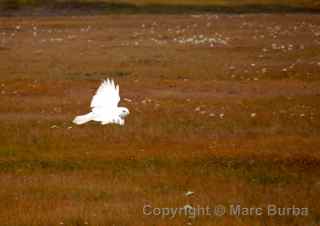 snowy owl, Barrow, Alaska