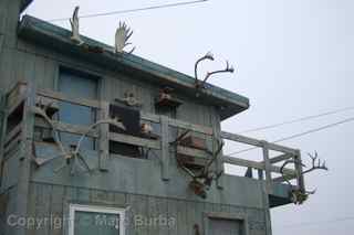 Barrow Alaska antlers