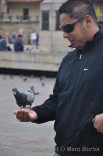 Plaza de Bolívar pigeons