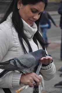 Plaza de Bolívar pigeons