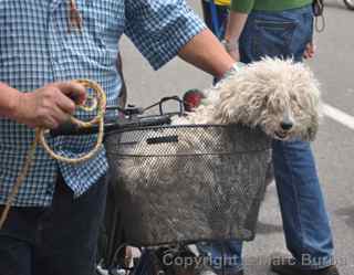 La Candelaria Bogota dog