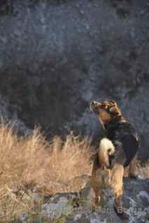 climber dog