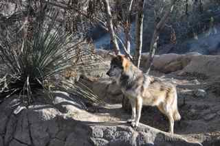 The Living Desert