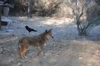 The Living Desert