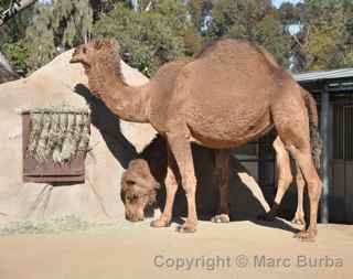 San Diego Zoo