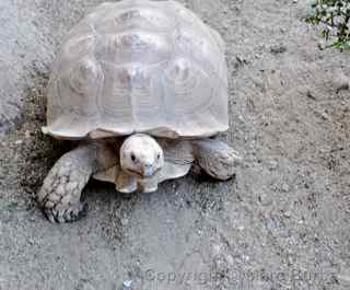 The Living Desert