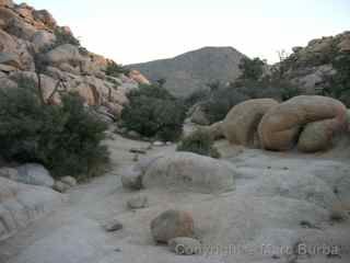 Joshua Tree Barker Dam